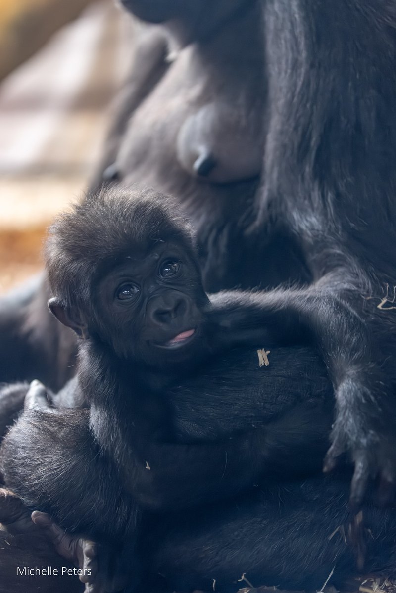 CincinnatiZoo's tweet image. Mboka Jo with the tiniest #TongueOutTuesday!