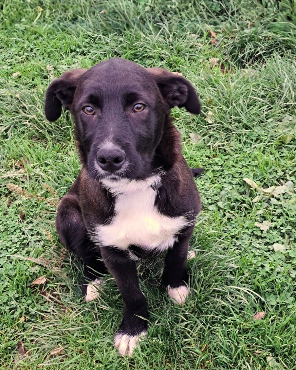 NSPCA Longford tweet media