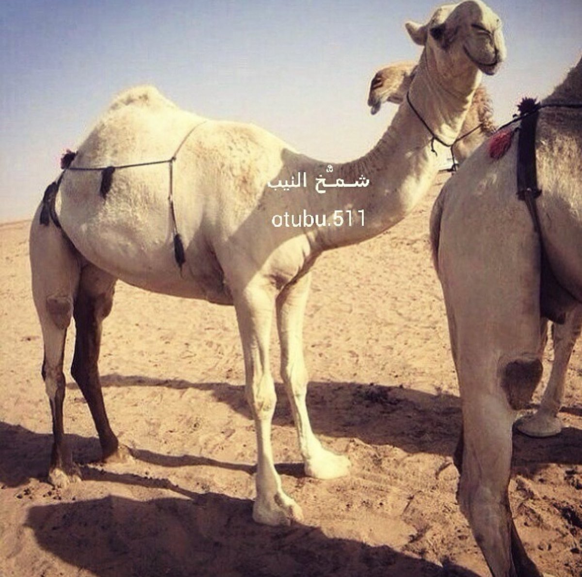 bdlzyzltyby12's tweet photo. هزاع آبن جزاء الرويس  رحمه الله

محمد ابن جعوان العريني رحمه الله 

لا شفت حردهن واجد في مراحك تخليك تعوف ابو طعوج المخلوق ودراهمه 🤞🏻 https://t.co/wV0OgDwsI6