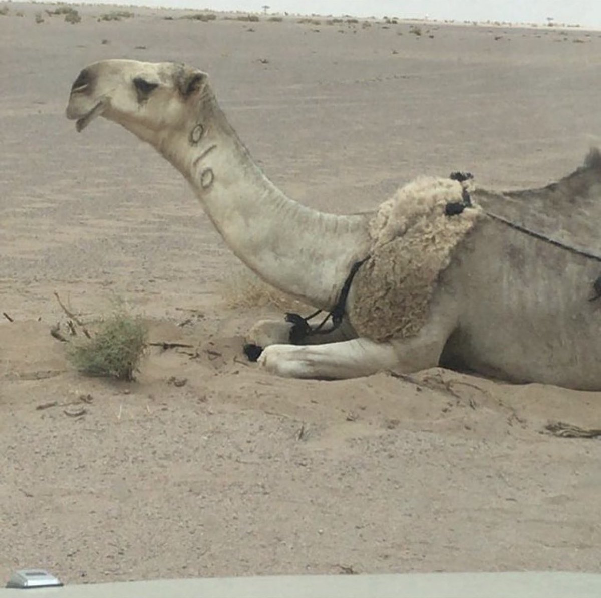 bdlzyzltyby12's tweet photo. هزاع آبن جزاء الرويس  رحمه الله

محمد ابن جعوان العريني رحمه الله 

لا شفت حردهن واجد في مراحك تخليك تعوف ابو طعوج المخلوق ودراهمه 🤞🏻 https://t.co/wV0OgDwsI6