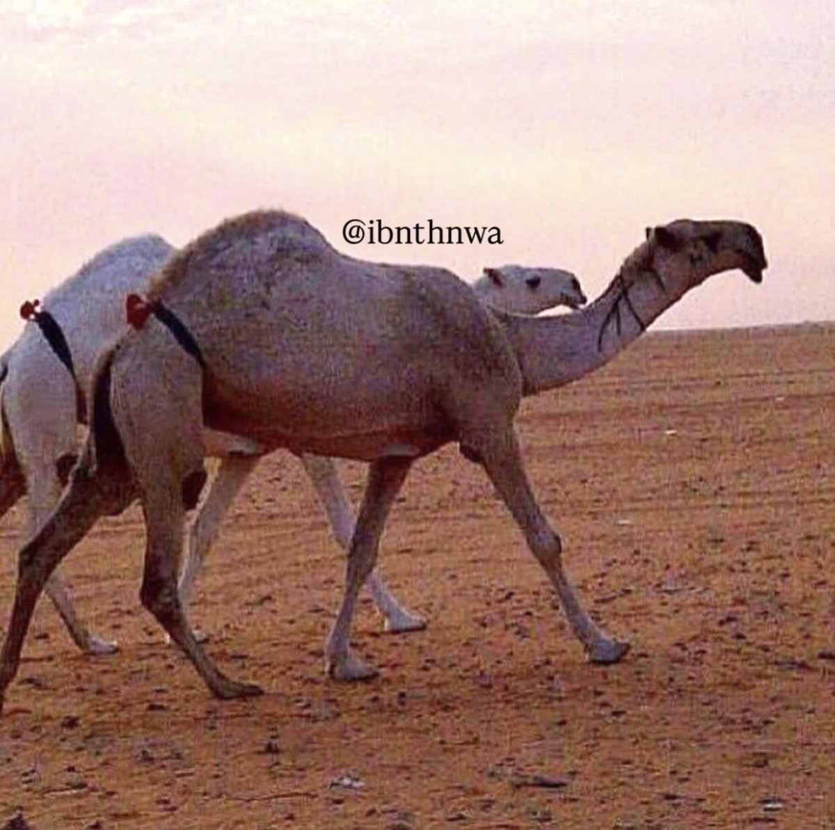 bdlzyzltyby12's tweet photo. هزاع آبن جزاء الرويس  رحمه الله

محمد ابن جعوان العريني رحمه الله 

لا شفت حردهن واجد في مراحك تخليك تعوف ابو طعوج المخلوق ودراهمه 🤞🏻 https://t.co/wV0OgDwsI6