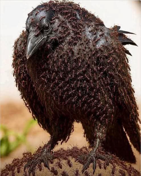 Karga hasta olduğunu hissettiğinde bir karınca yuvasına yönelir; karıncaları yemek için değil, onları rahatsız etmek için.

Karga bedenini sallar, tüylerini kabartır, kanatlarını açar ve karıncalar üzerine tırmanırken hareketsiz kalır.

Karıncalar tüylerinin arasında dolaşırken,