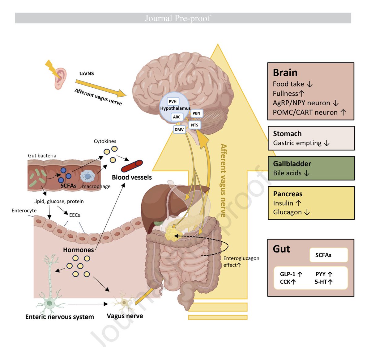Transkutanöz auriküler vagus sinir uyarımı, glikoz ve lipid metabolik bozukluklarına iyi gelir
pubmed.ncbi.nlm.nih.gov/41483489/