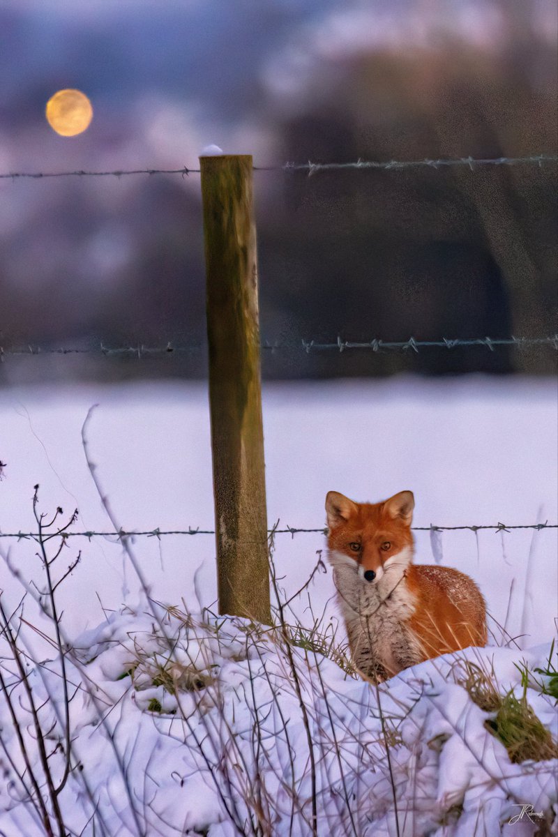 Jonathan Rosborough Photography tweet media