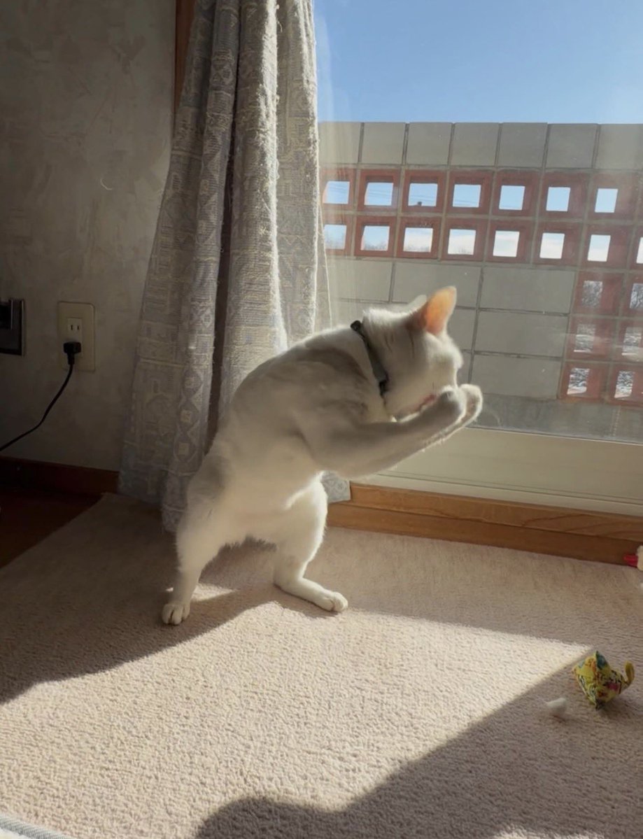 こまちゃん〜背番号【0325】〜 (@komachan2525) / Posts / X