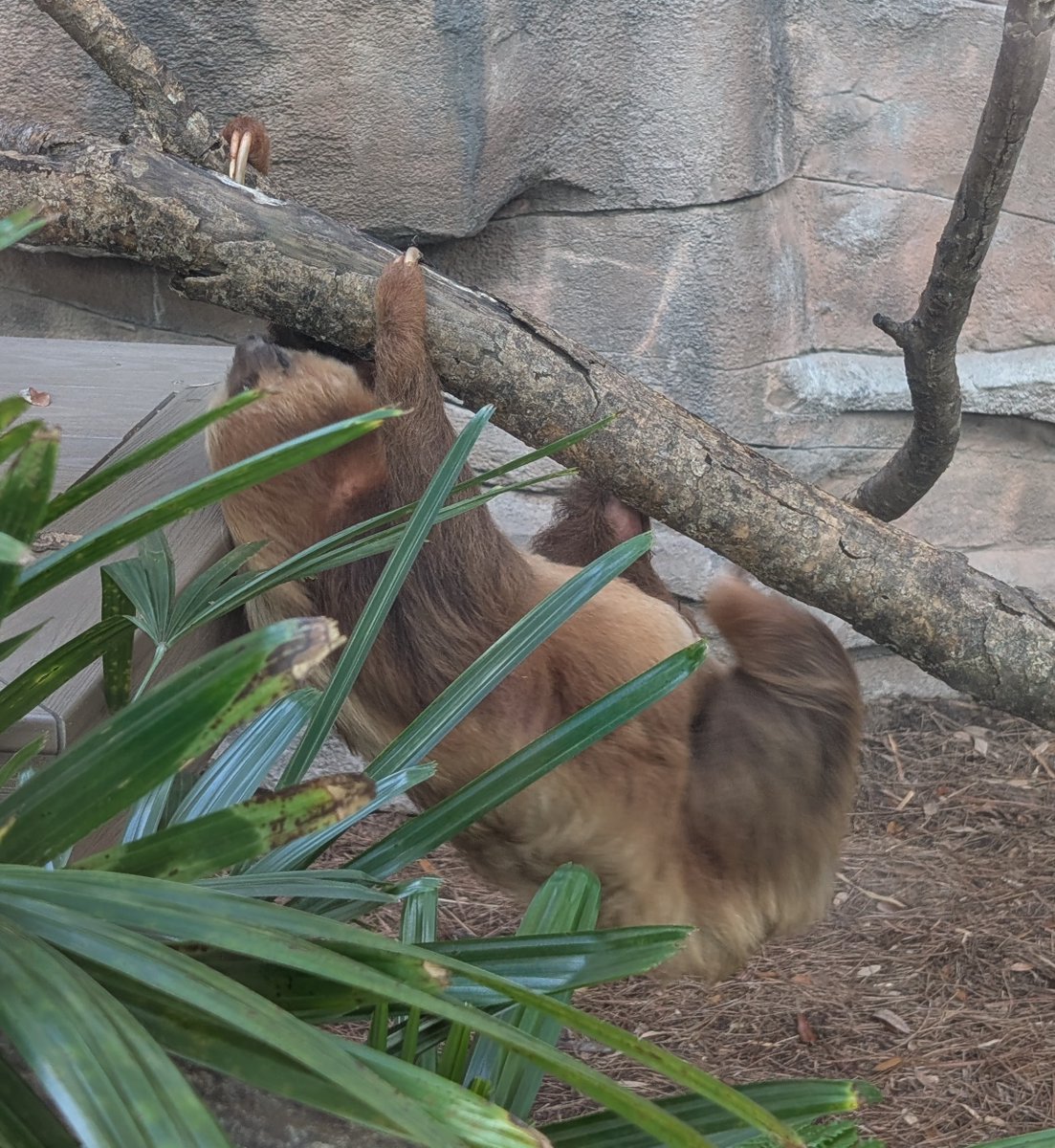 Went to see sloths for my birthday, successfully recharged myself for another year. To everyone who's helped me out the past year, thanks a bunch!