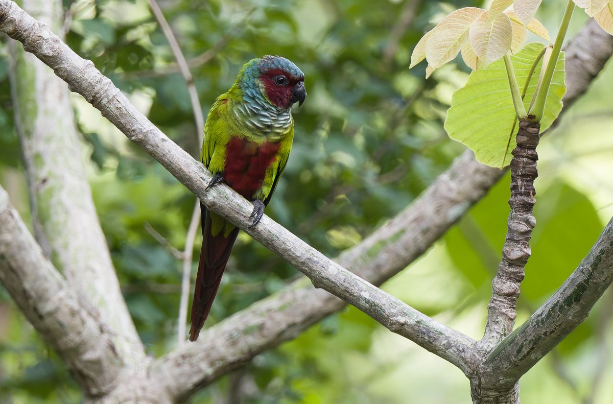 alan lewis wildlife stuff tweet media