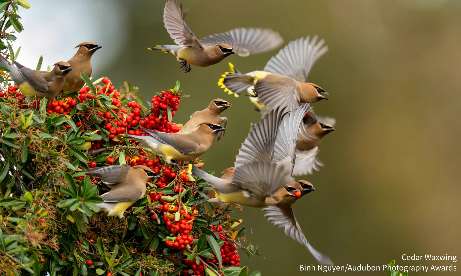 A photo of a flock of Cedar Waxwings taking of from a bush covered in red berries. Credit: Binh Nguyen/Audubon Photography Awards