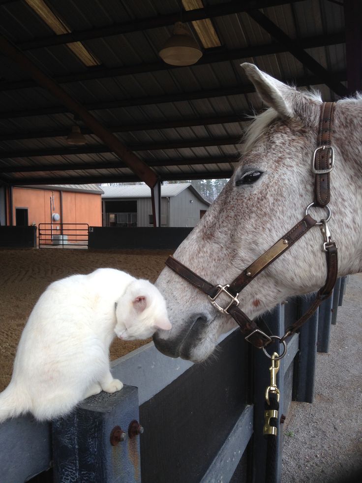 purhaya's tweet image. 