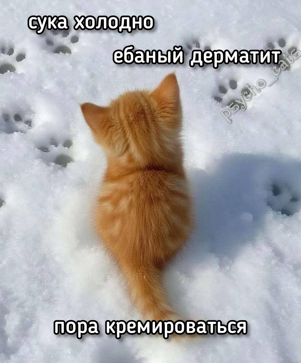 психокоты (@psycho__cats) on Twitter photo 