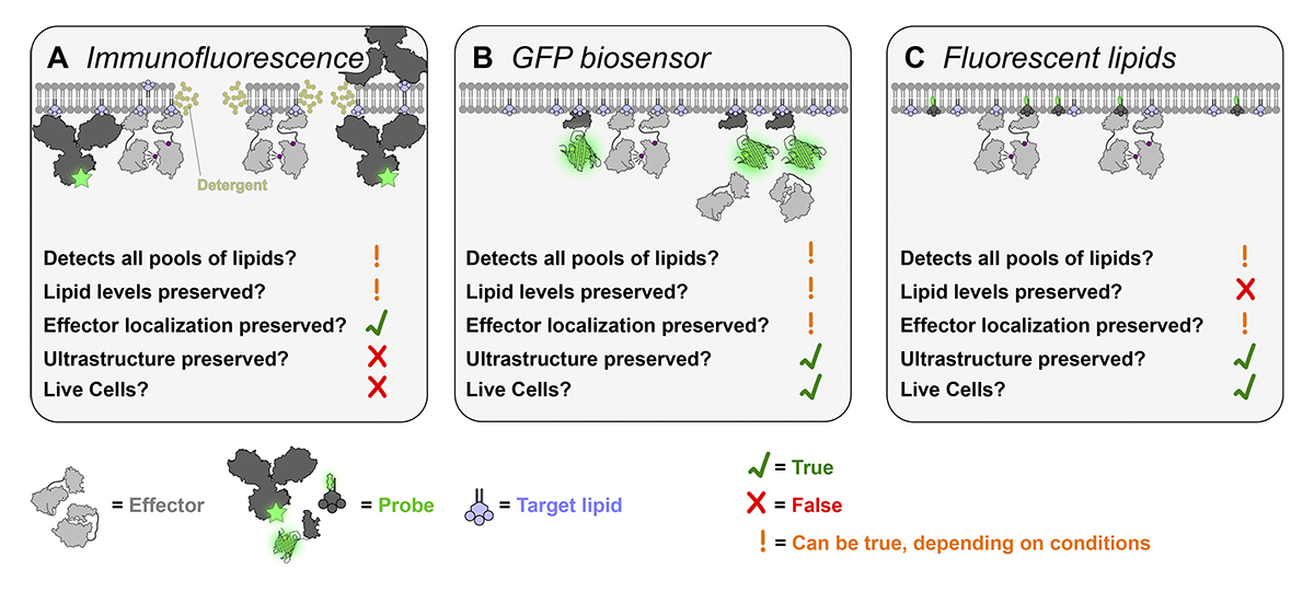 JCellBiol's tweet image. Review: Michael Worcester, @gerryhammond et al. describe a suite of molecular tools and approaches that can be used to probe and experimentally study #lipids. hubs.la/Q03ZKVJ40 

#Methods #Reproducibility #Membrane #lipid #Biochemistry #Cancer
