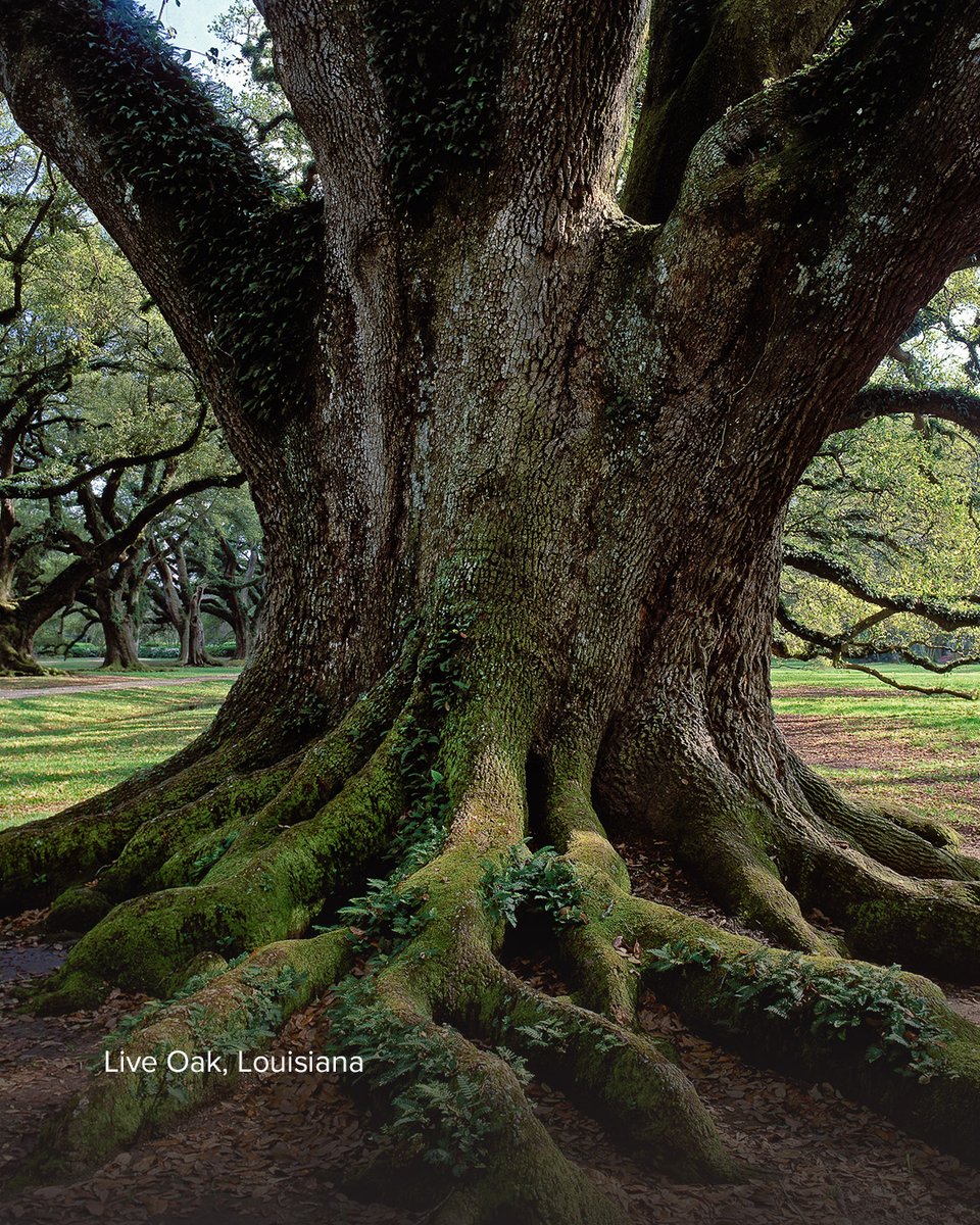 InTouchMin's tweet image. Strong roots provide stability for life's many adventures. Like this ancient oak, believers grounded in faith will withstand adversity and flourish. "Blessed is the man ... he will be like a tree firmly planted" (Ps. 1:1,3).

Photographed by Dr. Charles Stanley