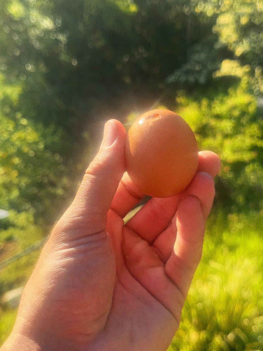 SolBrah's tweet image. Shotgun four to six raw eggs straight from the shell and watch your brain activate