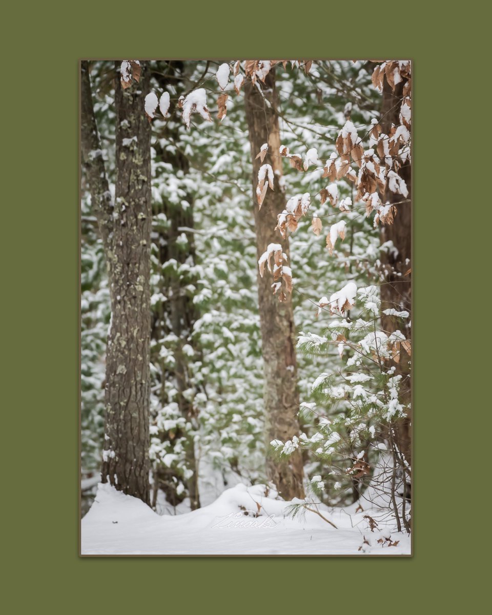 LSBofEBB's tweet photo. Hi all,
It's a day for errands and chores for me. Hope you're having a fantastic day! Image recently taken in #massachusetts
#snow #walkinthewoods #winter #outdoortime #nature #photographer https://t.co/LBuJP4NWQ6