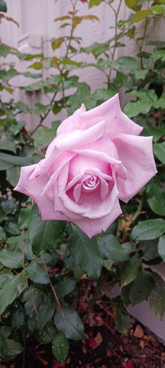 ルナ（プロフ必読お願いします）ページ プロフィール必読⭐︎ルナ様専用 ルナ（プロフ必読お願いします）様