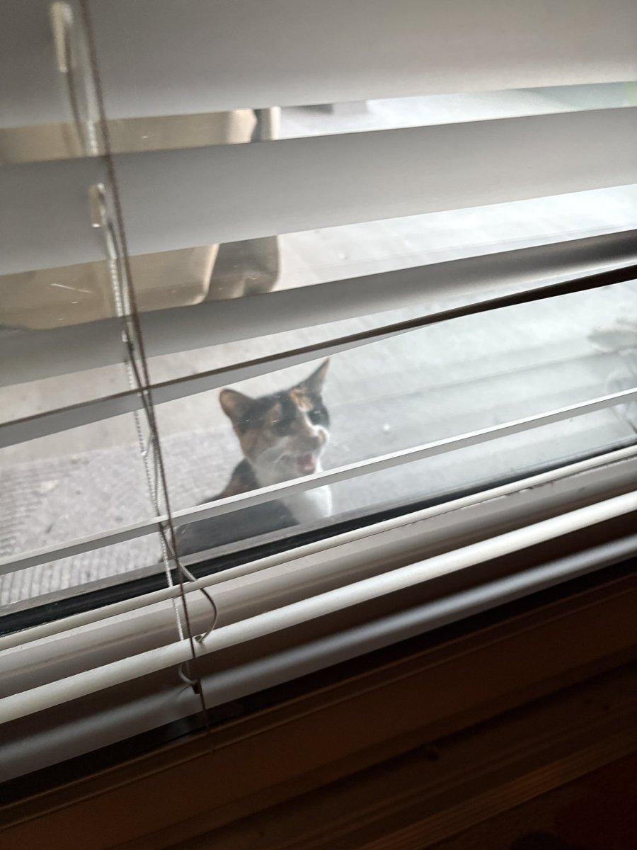 rainylune's tweet image. a kitten showed up on my patio and demanded to be let inside?? apparently she’s been sitting there for 3 days while i was out of town??