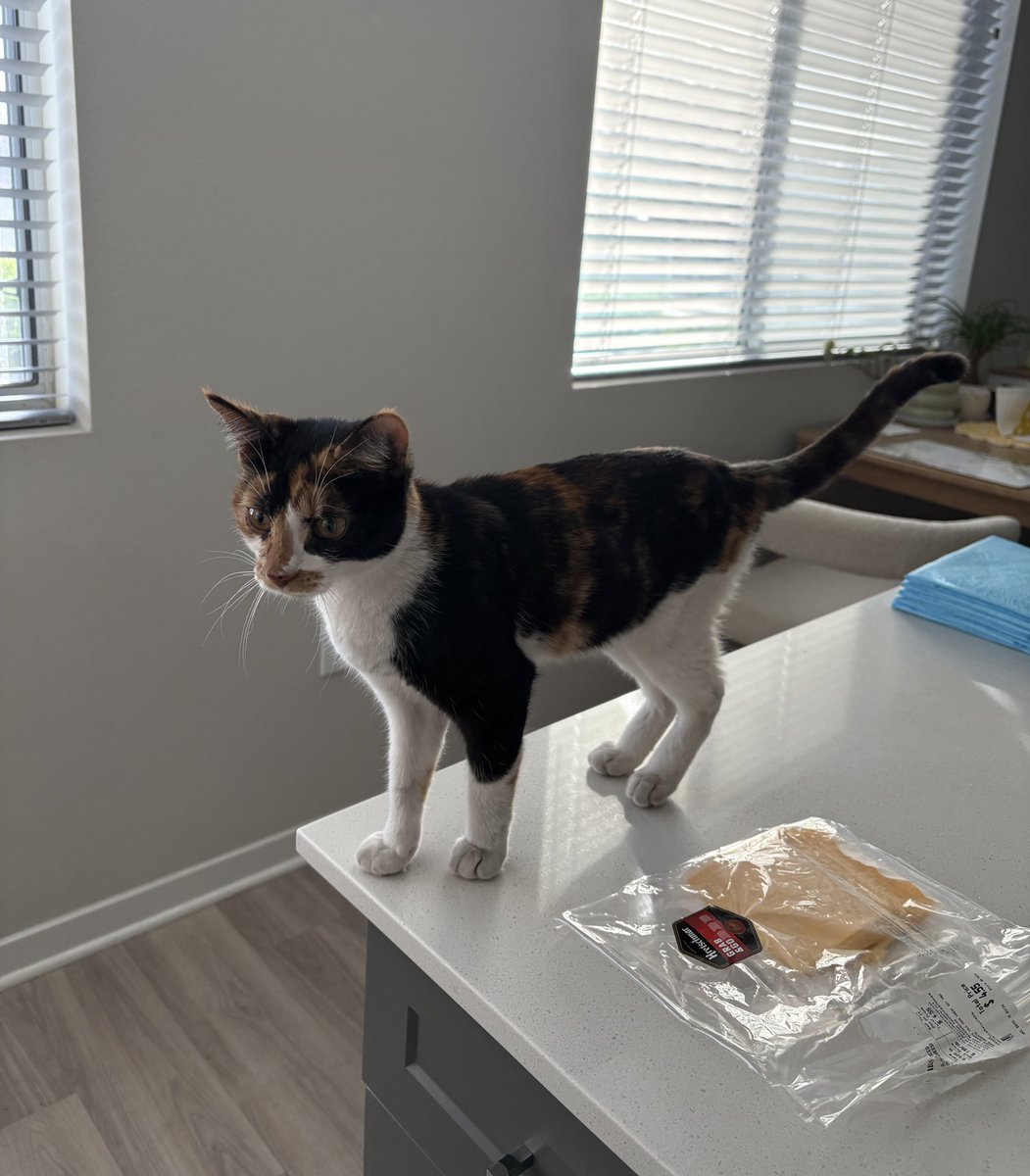 rainylune's tweet image. a kitten showed up on my patio and demanded to be let inside?? apparently she’s been sitting there for 3 days while i was out of town??