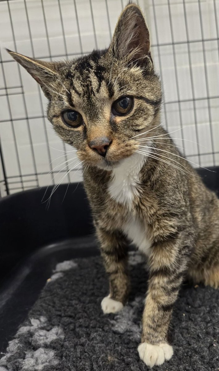 Bradford Cat Watch Rescue tweet media