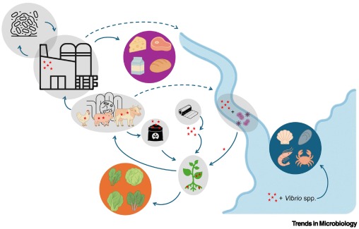 Trends in Microbiology tweet media