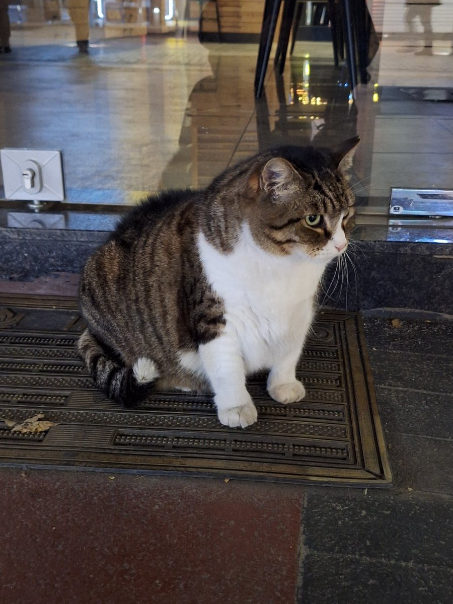 Yine karşıma çıktı şu obez kedyy