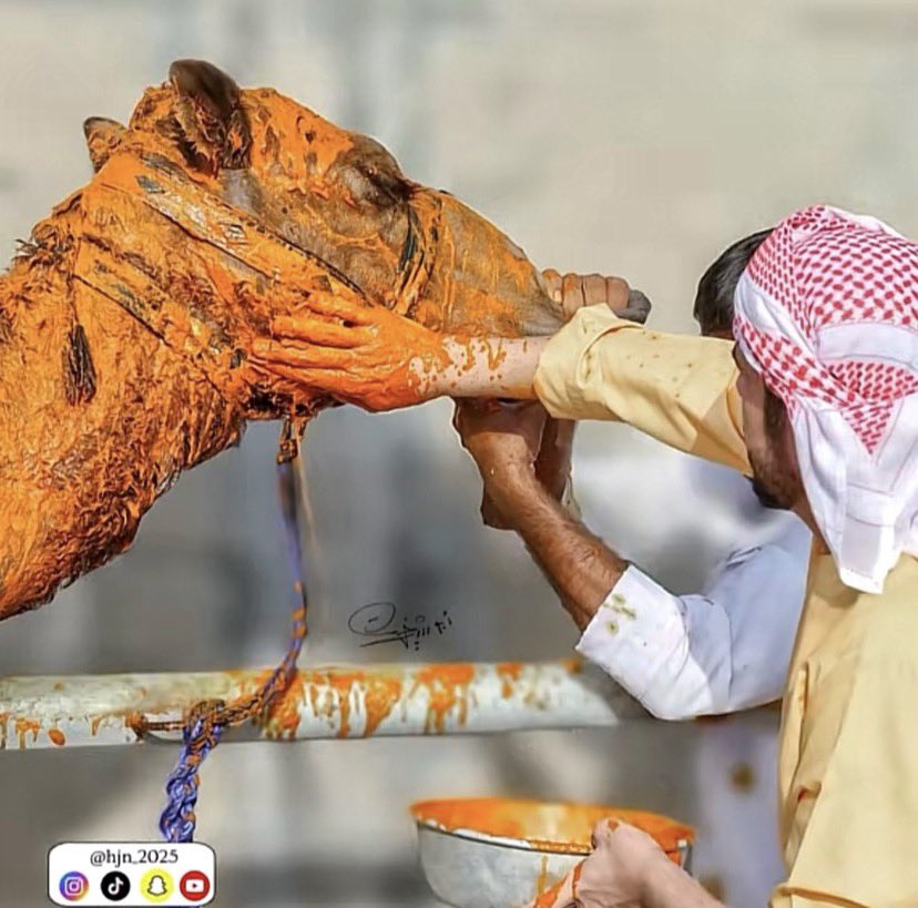زعفِر ذلولٍ لا توطت غارب الداب وقرص
عرقوبها ، من سرعها سمه بدمه تمزجهہ