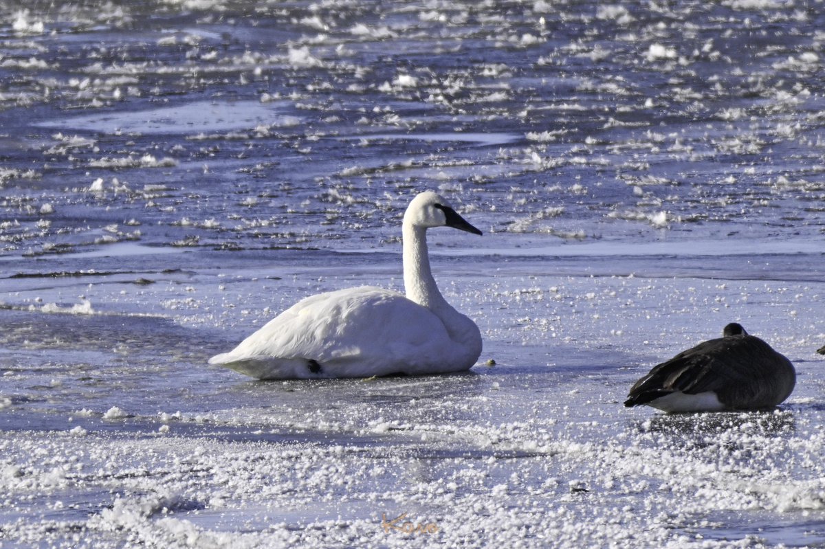 kano_chicago's tweet photo. おはようございます😊
ナキハクチョウ (Trumpeter Swan) 北米にしかいない白鳥でアメリカ在来種最大の水鳥です。体長約1.8メートルもあり、隣りにいる体長1mもあるカナダグース(カナダ雁)が小さくみえます🤣
#Nikon #Z8 #NIKKOR_Z180_600VR #TC14x https://t.co/0Dz8oHOCbM