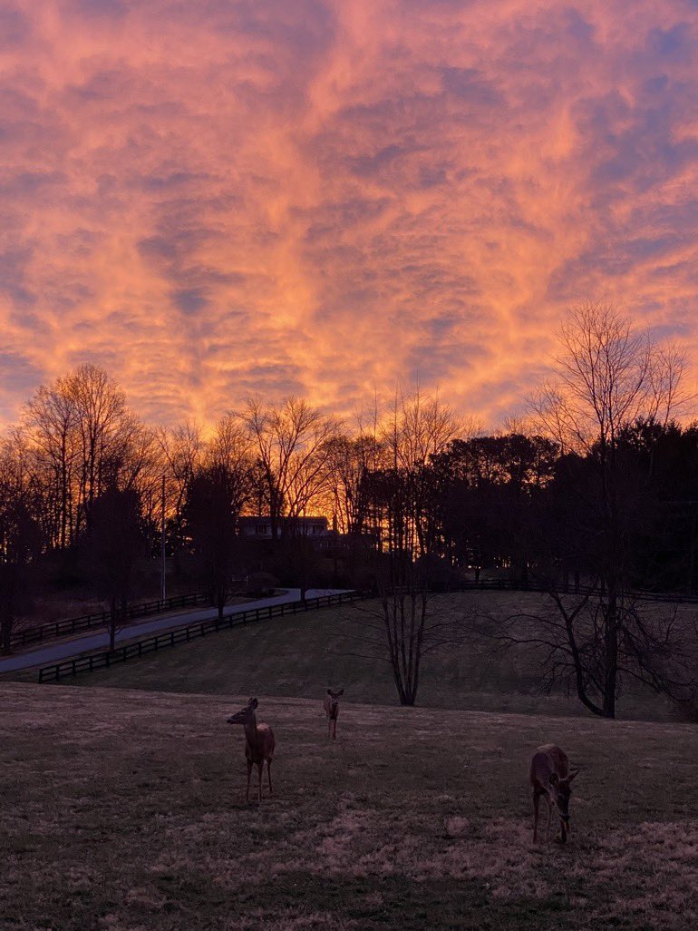 Good Afternoon folks. Hope everyone is doing ok. How are your fur children doing?  When was the last time your fur kids had steak with all the trimmings. They love Pasta too. You know those little kitties just love their fresh Catnip. Remember 
#NoHalfTreats.  Live Long &amp; Prosper