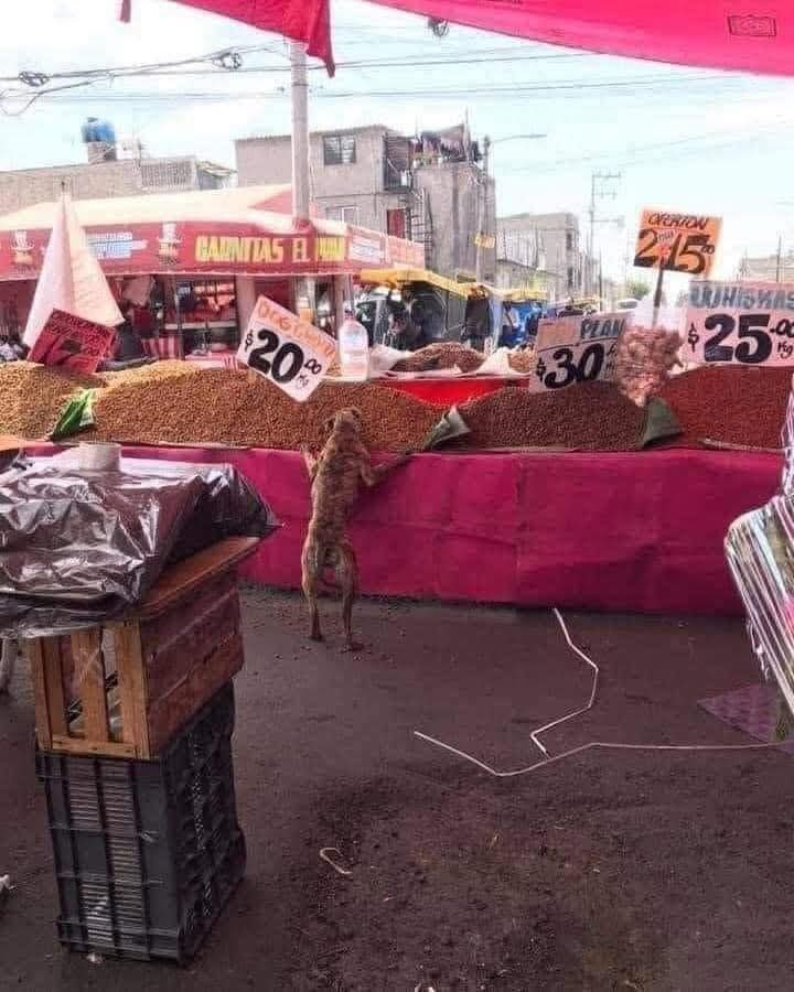 El dueño de este negocio se dió cuenta que este perrito callejero estaba muerto de hambre y lo dejo comer hasta saciarse .

Que las ventas sean  multiplicadas en todos los negocios que cuidan de los Peludos .