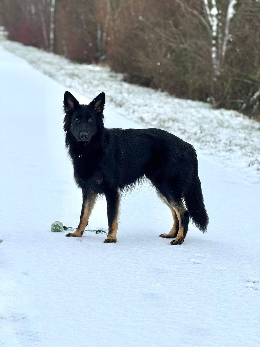Lenneke Manschot tweet media