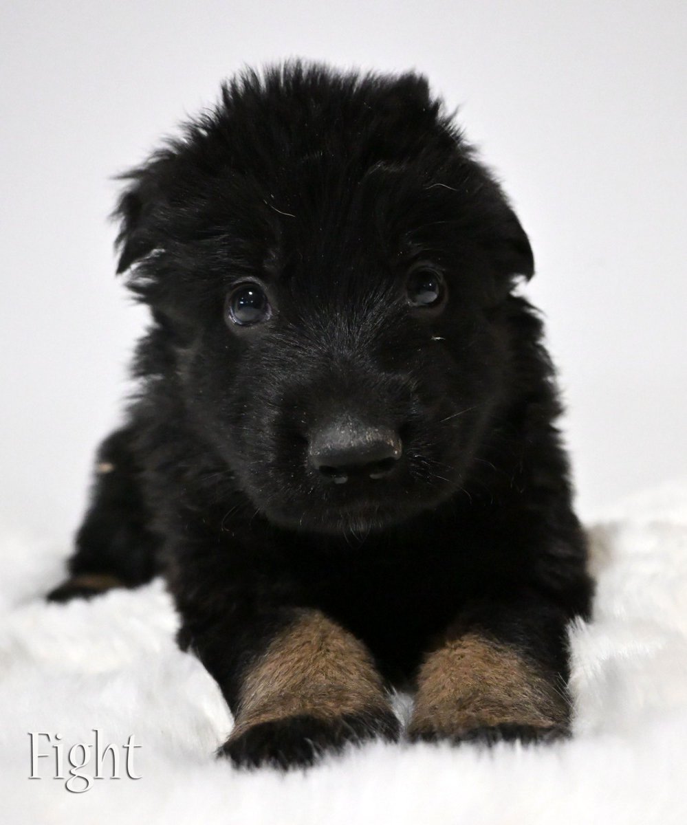 Lenneke Manschot tweet media