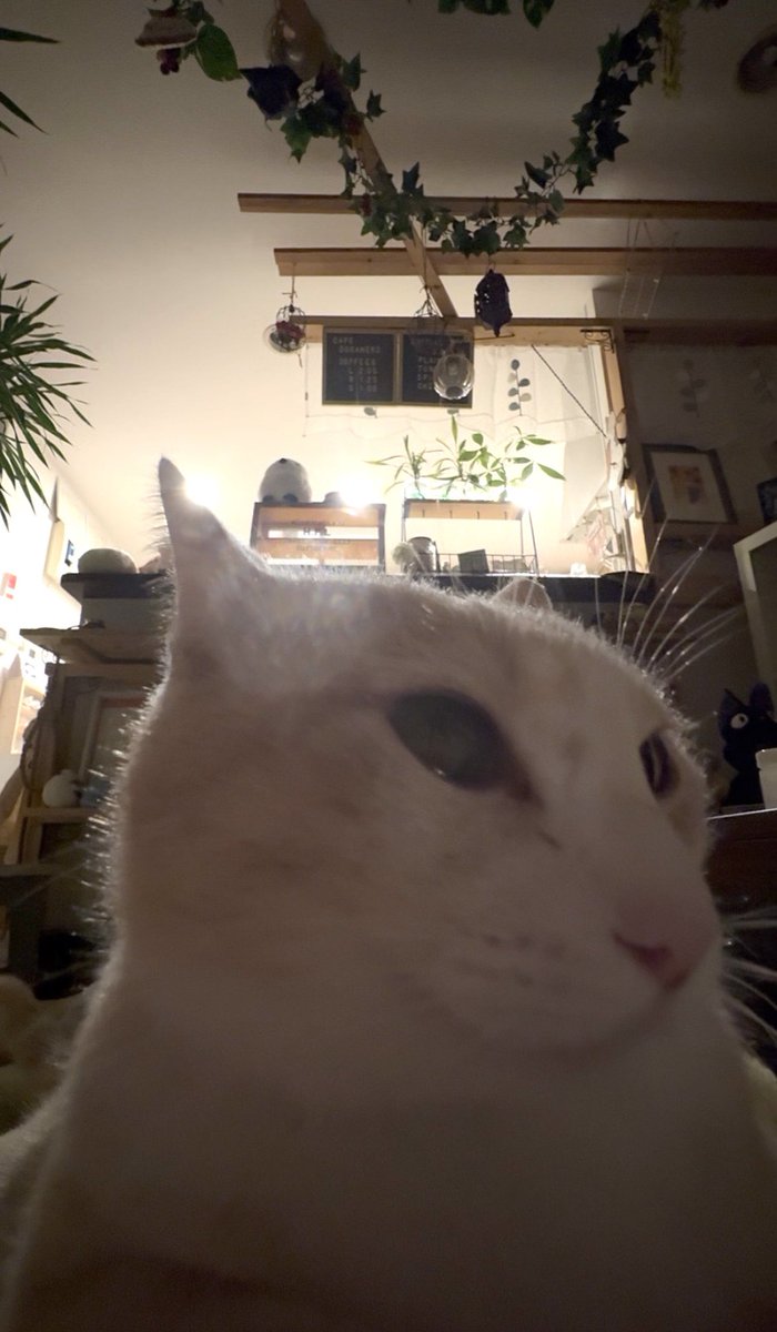 ねねこ (@n_nekoyashiki) / Posts / X