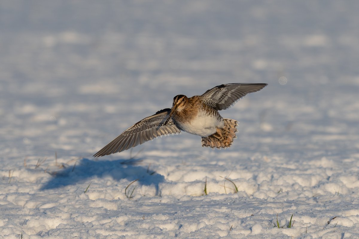 9stan's tweet image. A brilliant day out in the snow on Sunday in east Yorkshire. The weasel was one of many highlights, full account and more photos on the blog
martin-standley.squarespace.com/blog