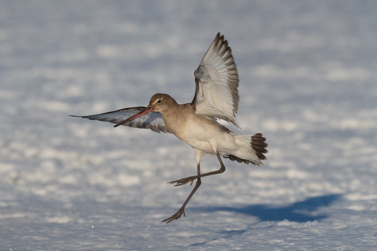 9stan's tweet image. A brilliant day out in the snow on Sunday in east Yorkshire. The weasel was one of many highlights, full account and more photos on the blog
martin-standley.squarespace.com/blog