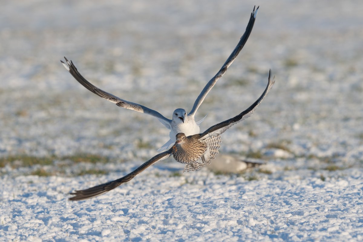 9stan's tweet image. A brilliant day out in the snow on Sunday in east Yorkshire. The weasel was one of many highlights, full account and more photos on the blog
martin-standley.squarespace.com/blog