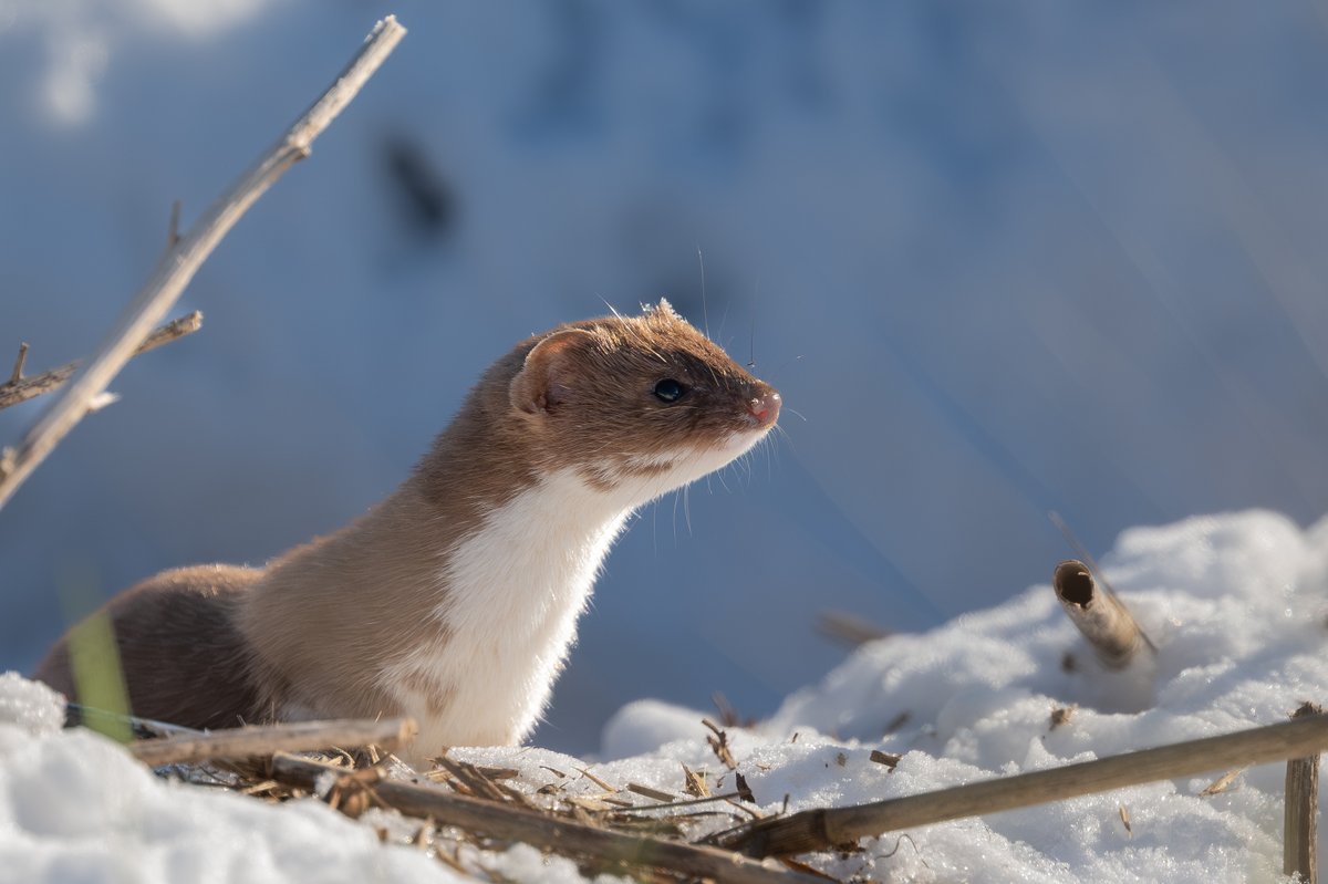9stan's tweet image. A brilliant day out in the snow on Sunday in east Yorkshire. The weasel was one of many highlights, full account and more photos on the blog
martin-standley.squarespace.com/blog