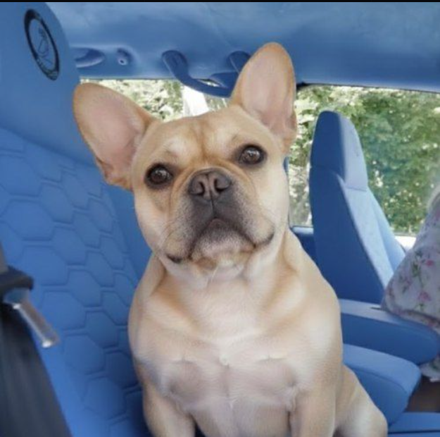 Theodogusd1's tweet photo. Meet Theo, the beloved companion of Chase Hero. A legend in his own right with a story that touched the hearts of thousands. https://t.co/G8uakGuDxE