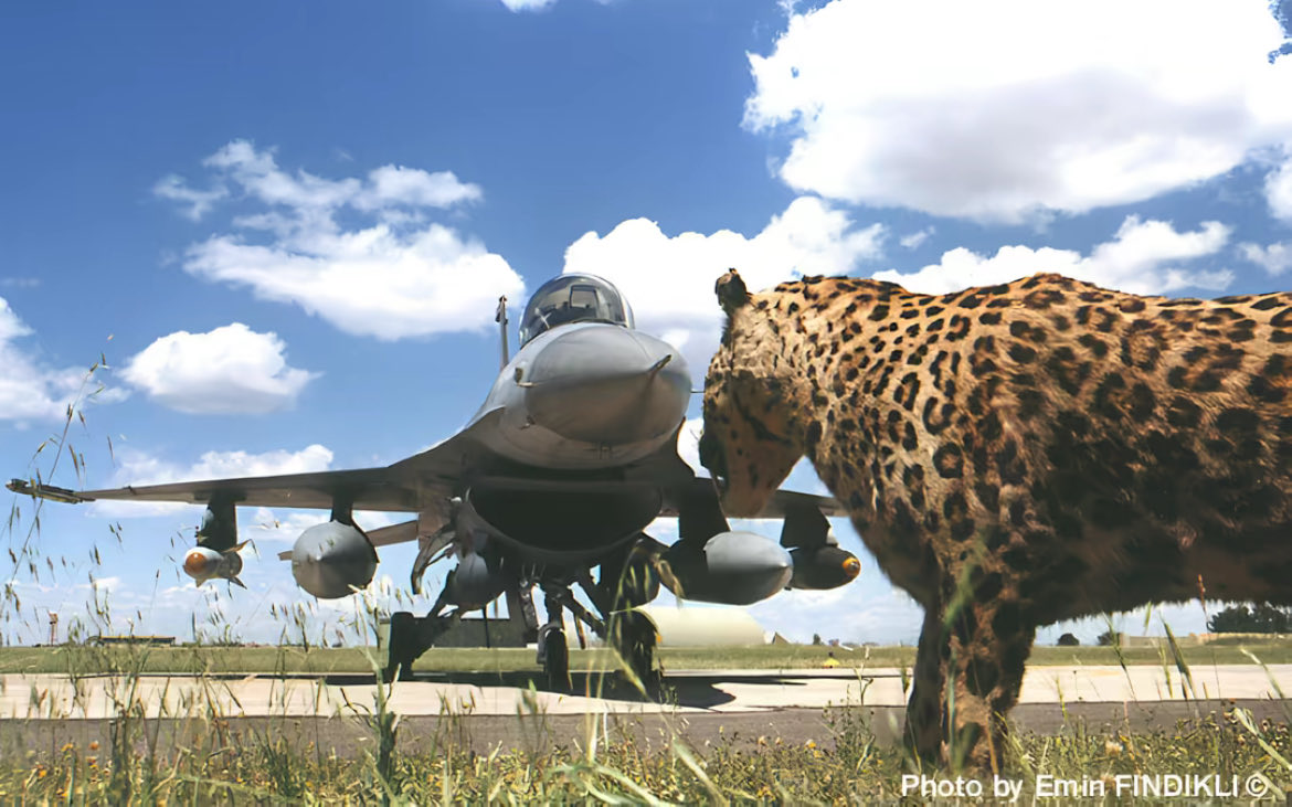 cybervers7's tweet photo. leapin‘ leopards, 2001

181 sQ Pars 🦅 thanks to Emin Findikli https://t.co/kDilcVLy4l
