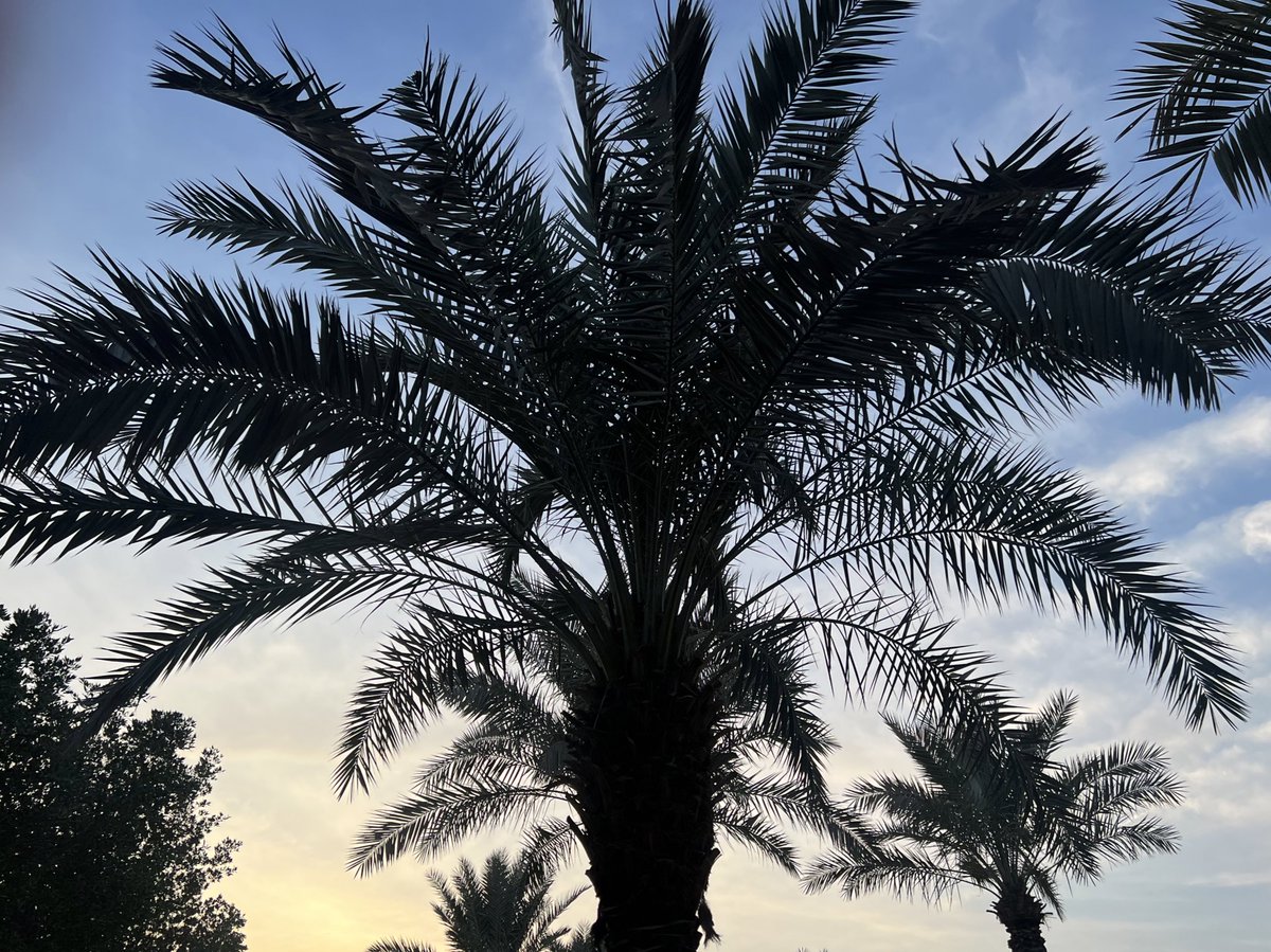 shmoh111's tweet photo. النخل دايما يستوقفني 🌴🌴🌴 https://t.co/ExaOmegt2m