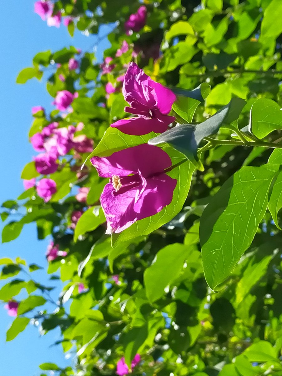 きれいなお花のおすそ分け