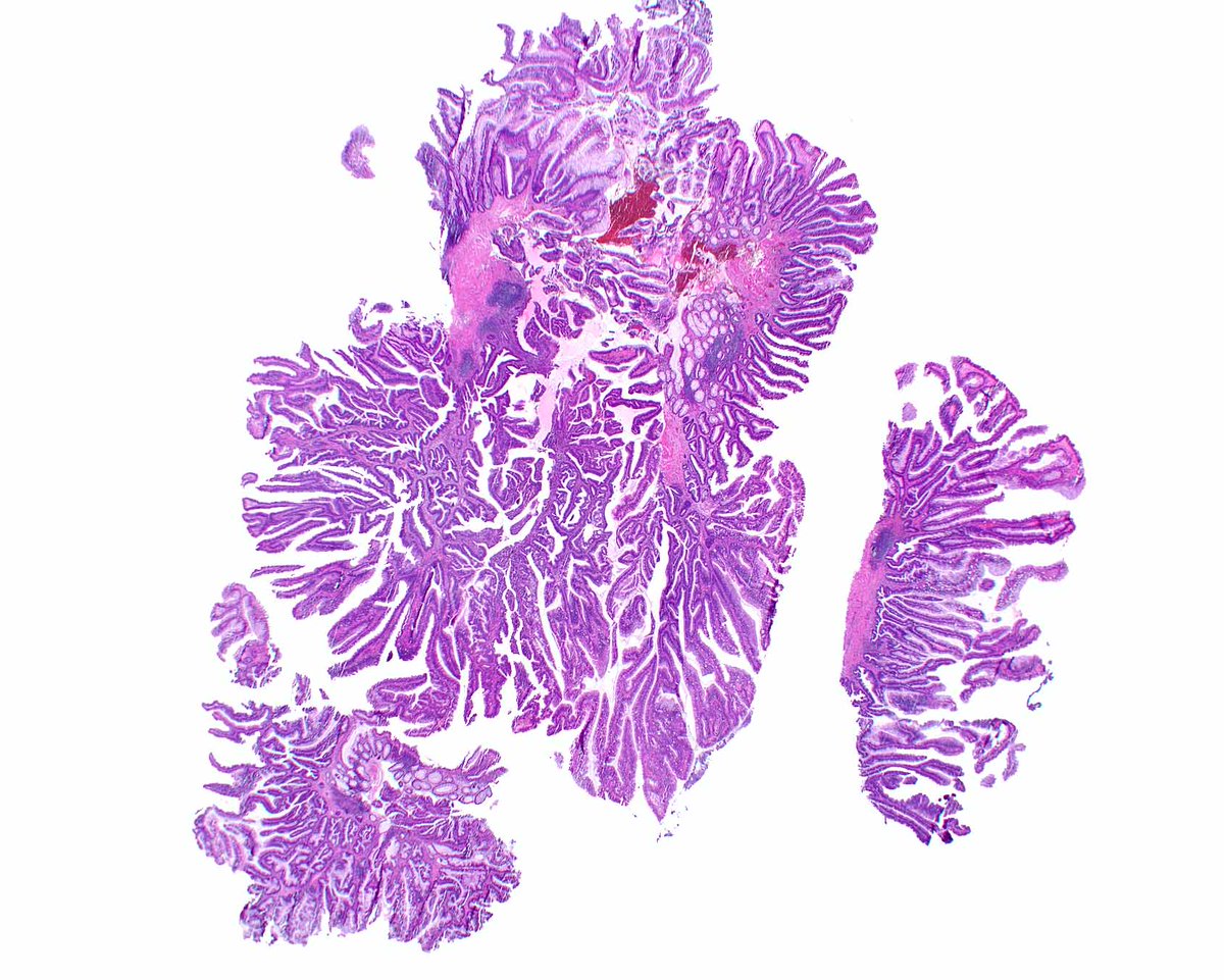 Elizabeth Montgomery, MD tweet media