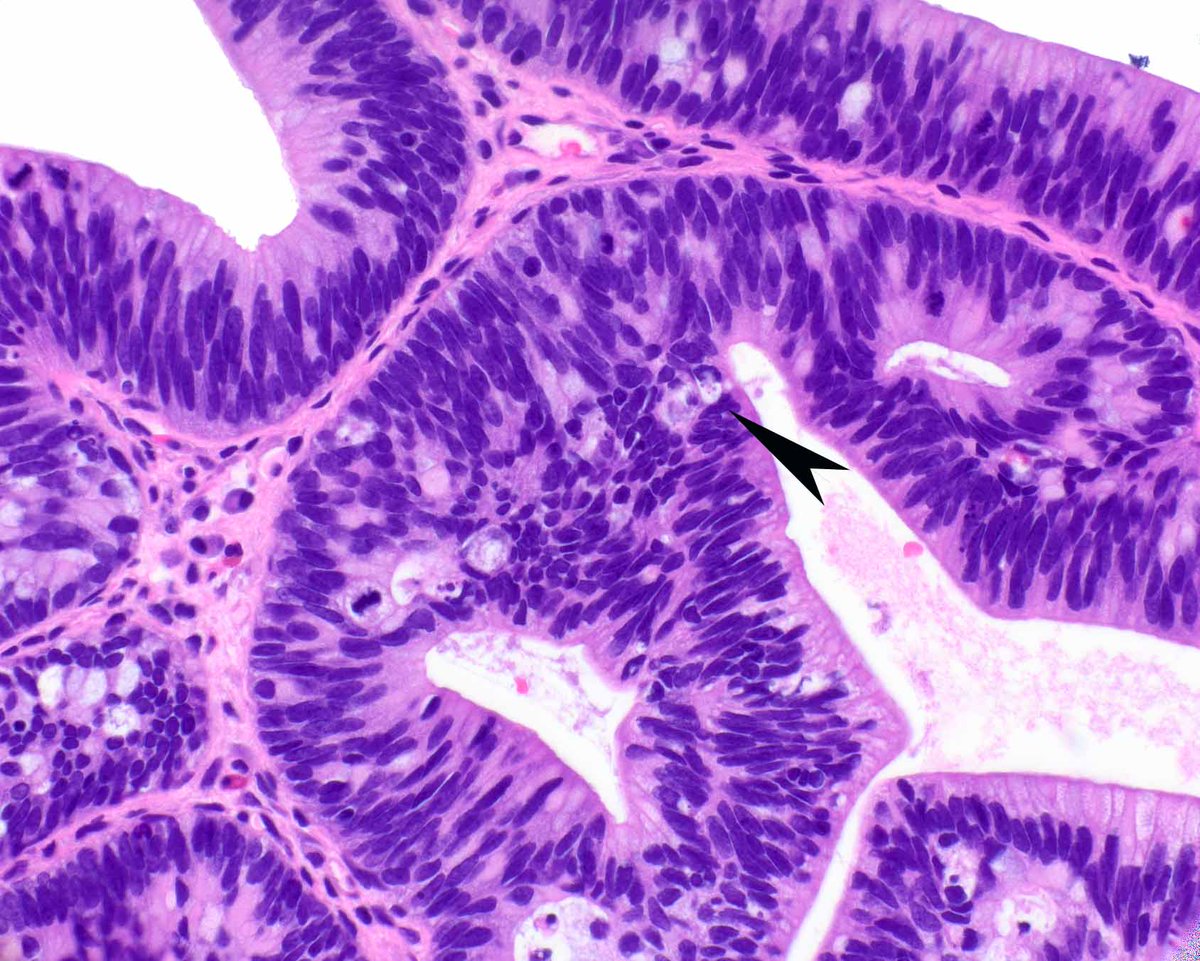 Elizabeth Montgomery, MD tweet media