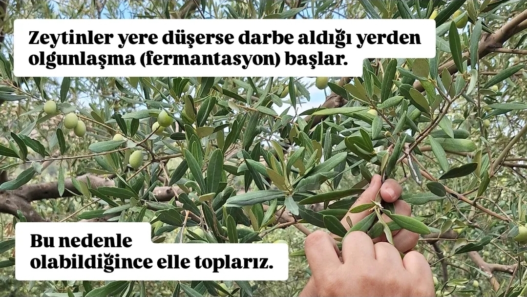 SelleniYaglari's tweet photo. Natürel sızma zeytinyağının "erken hasat" olması ne anlama gelir?

#erkenhasat #natürelsızmazeytinyağı #zeytinyağı #soğuksıkım #polifenol #yüksekpolifenol #kuzeyege #kırkağaç https://t.co/Q9uyarTWmW