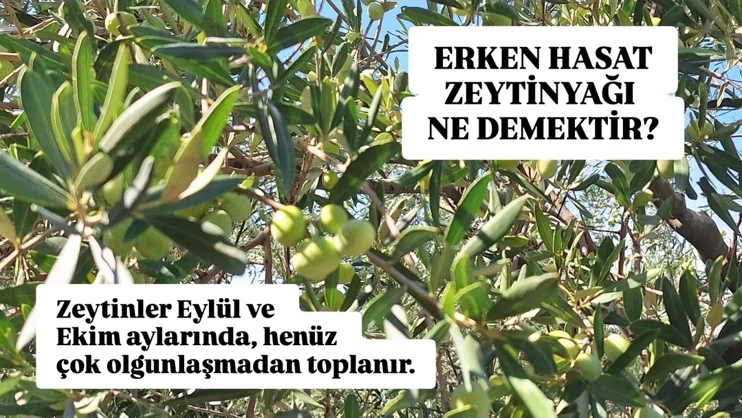 SelleniYaglari's tweet photo. Natürel sızma zeytinyağının "erken hasat" olması ne anlama gelir?

#erkenhasat #natürelsızmazeytinyağı #zeytinyağı #soğuksıkım #polifenol #yüksekpolifenol #kuzeyege #kırkağaç https://t.co/Q9uyarTWmW