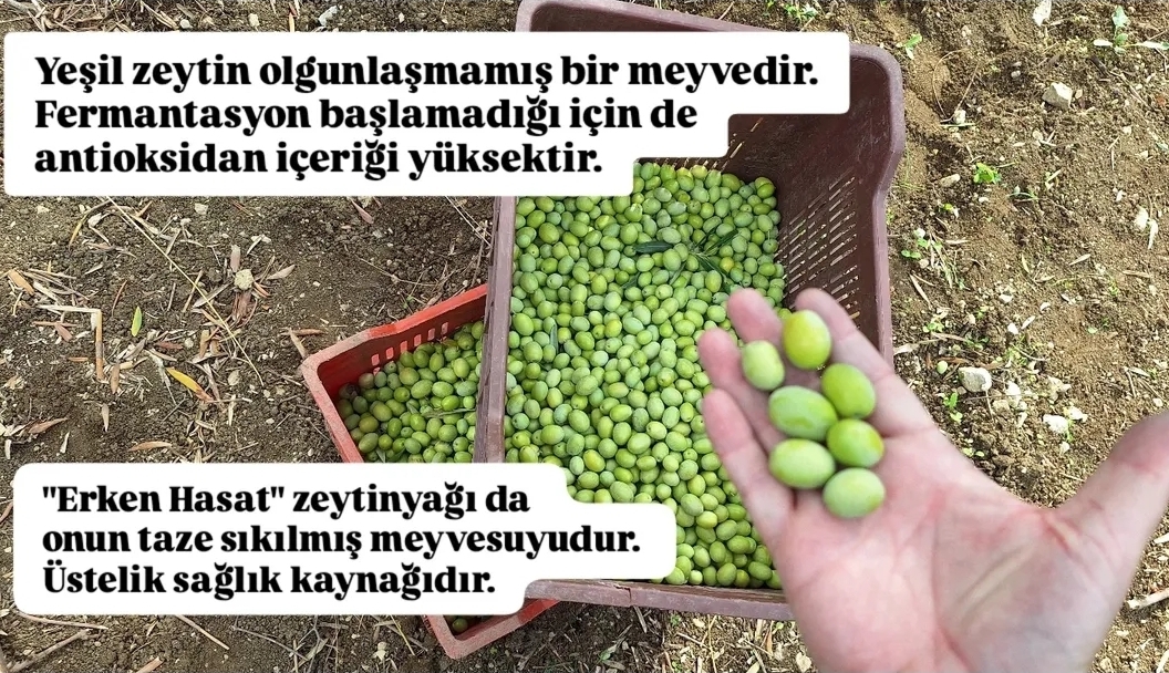 SelleniYaglari's tweet photo. Natürel sızma zeytinyağının "erken hasat" olması ne anlama gelir?

#erkenhasat #natürelsızmazeytinyağı #zeytinyağı #soğuksıkım #polifenol #yüksekpolifenol #kuzeyege #kırkağaç https://t.co/Q9uyarTWmW