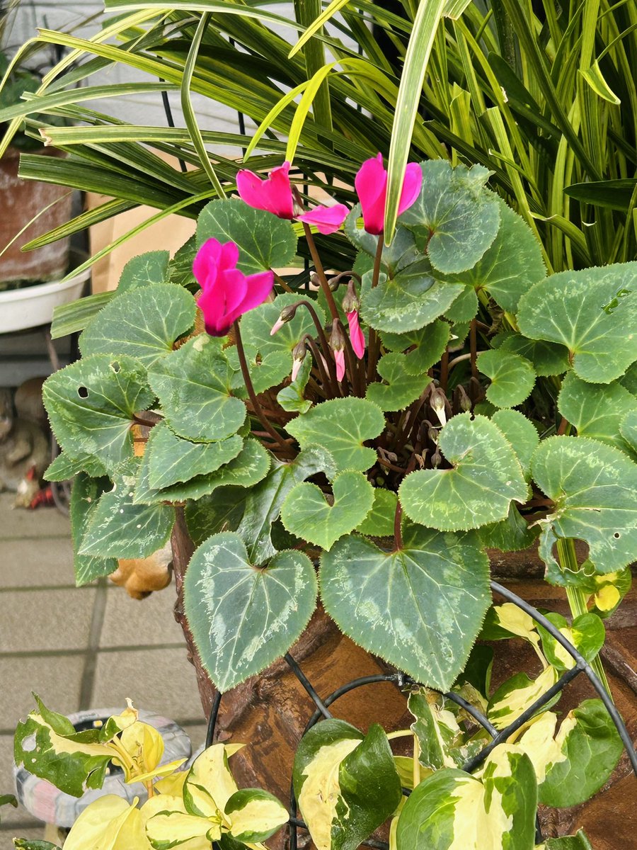 AKI様♡ありがとうございます♡ 女の子のオリジナルキャラクターの楽しいイラストアイデア | TikTok