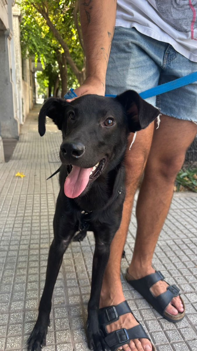 Lo encontramos en
Aranguren 1600, no tenía collar, estaba flaco y con muchas pulgas.
Es negro, tiene una manchita blanca en el pecho.Es macho 
Debe tener  entre  6/7 meses 1158354239