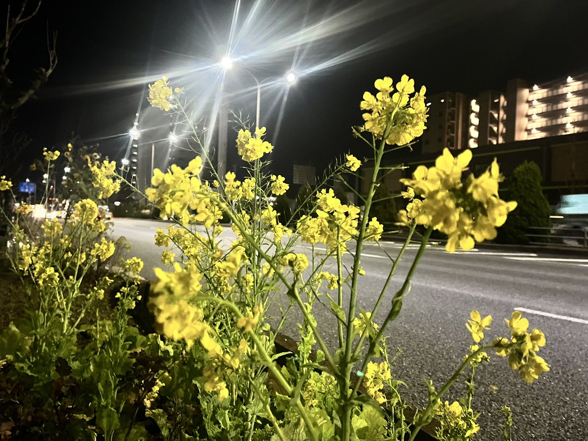 菜花ページ RT @iAqvCfK9EOr3jJl: 1月7日(水) おはようございます 沿道の菜の花✨