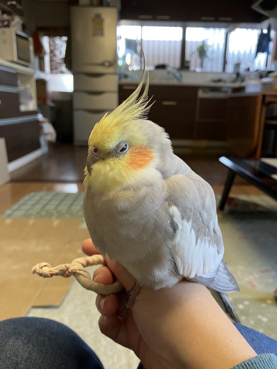 オカメインコさま専用ページ オカメインコさま専用ページ 雛情報 | オカメインコの販売専門店