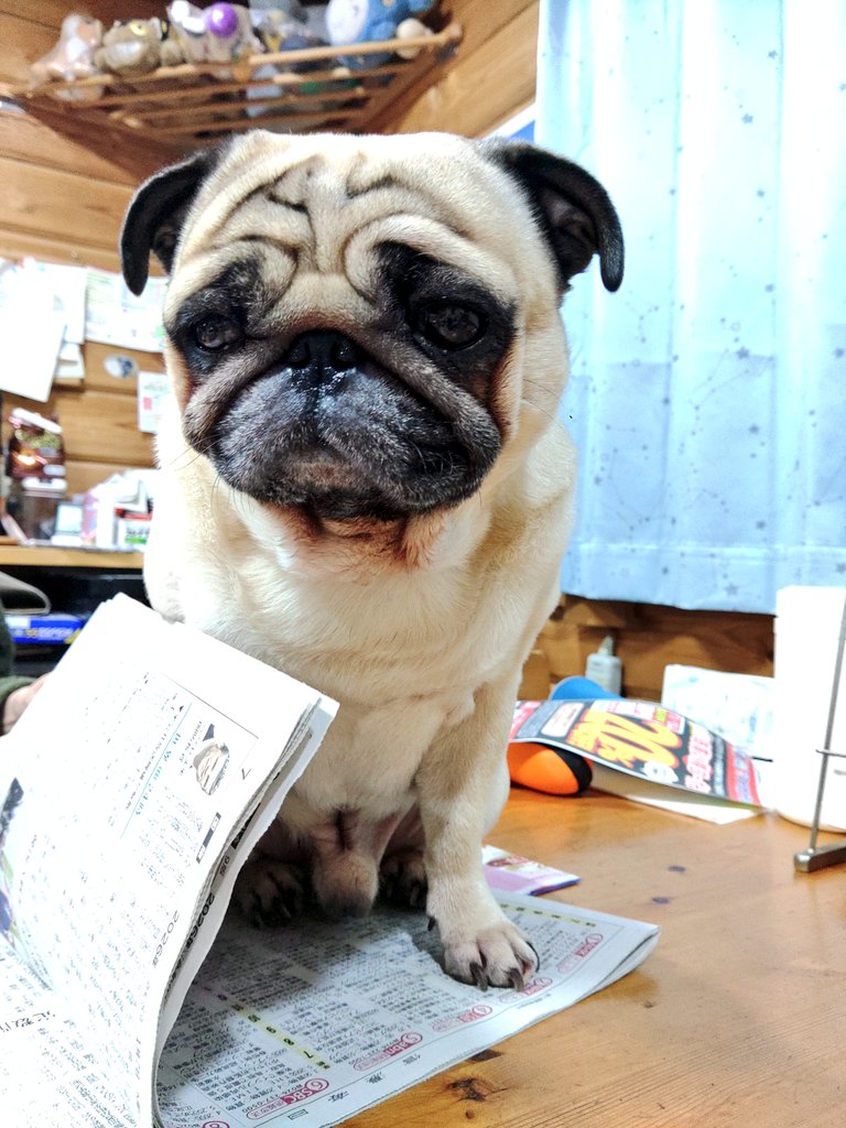 サンちゃんパパなのだ (@tochiyama0531) / Posts / X