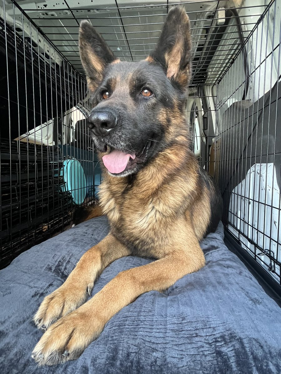 ballsdeepindoge's tweet image. Today I returned to the Downey Animal Shelter and sat down with Sergeant Vega and the facility manager, Joe. After everything, they agreed to release the German Shepherd they had named Sherman into my care.

I’m deeply grateful to everyone who spoke up, shared his story, and…